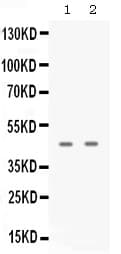 APOBEC3G / CEM15 Antibody