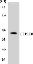 GALNAC4ST1 / CHST8 Antibody (aa333-382)