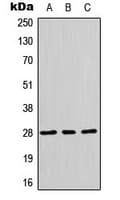 HES6 Antibody (N-Terminus)
