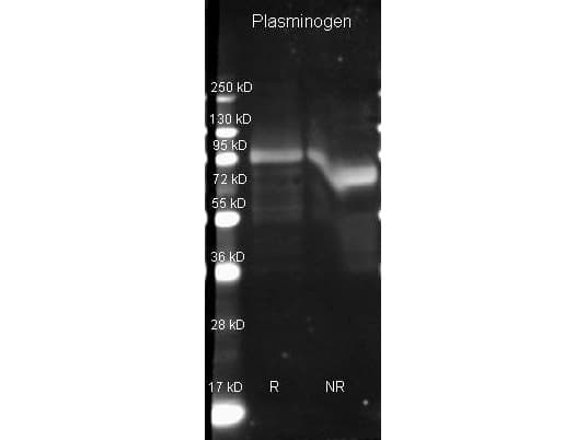 PLG / Plasmin / Plasminogen Antibody (Lyophilized, Biotin)