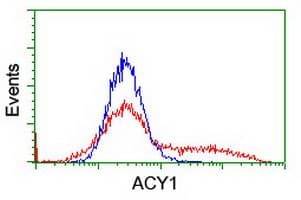 ACY1 / Aminoacylase 1 Antibody (clone OTI1B12)