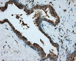 RDH11 Antibody (clone OTI1B4)
