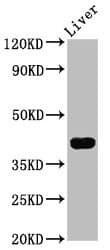 RASSF7 Antibody
