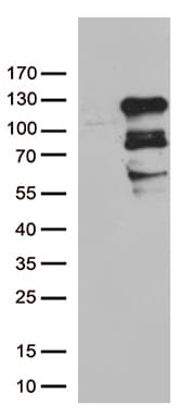 ZNF202 Antibody (aa1-307, clone OTI1D12)