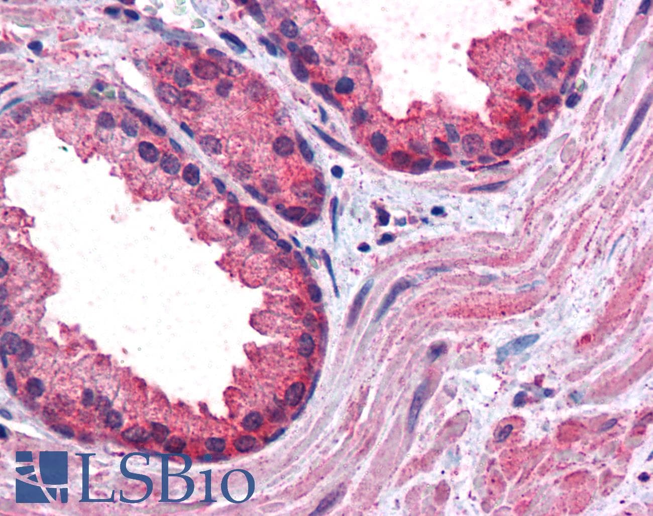 IHC-plus™ CCNDBP1 / GCIP Antibody (aa348-360)