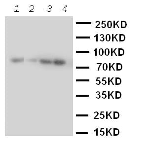 CUL2 / Cullin 2 Antibody (aa264-280)