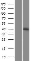 SHARPIN Protein (Over-Expression Lysate Myc-DDK (Flag))