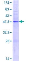 Human SIRPD Protein (Recombinant GST)