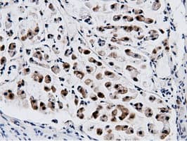 NT5DC1 Antibody (clone OTI2H8)
