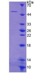 Human CYTH1 / Cytohesin-1 Protein (Recombinant His-T7)