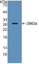 SDF2 Antibody (aa19-211, APC)