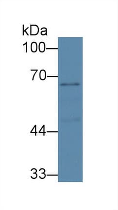 SLC6A4 / SERT Antibody (aa181-252, APC)