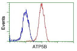 ATP5B / ATP Synthase Beta Antibody (clone OTI1F7, Carrier-free)