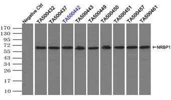 Monoclonal Mouse anti-Human NRBP1 / NRBP Antibody (clone OTI7C5, IHC, WB)
