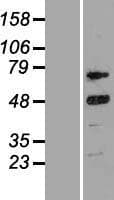 CCNT2 / Cyclin T2 Protein (Over-Expression Lysate Myc-DDK (Flag))