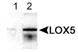 ALOX5 / 5-LOX Antibody (C-Terminus, Biotin)
