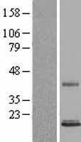 PSPN / Persephin Protein (Over-Expression Lysate Myc-DDK (Flag))