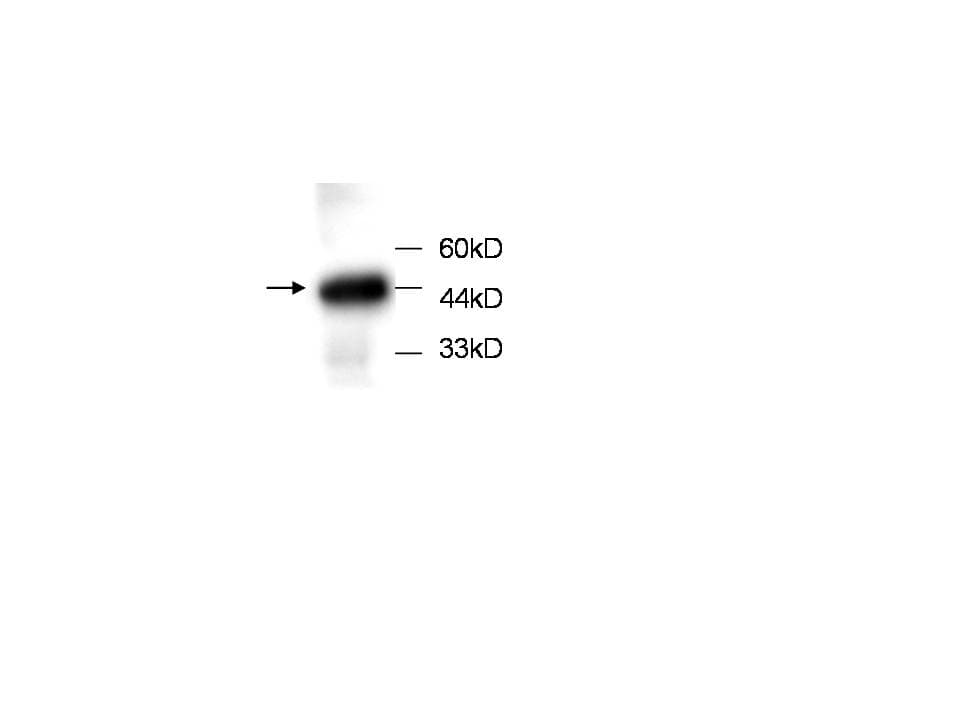 PRDX5 / Peroxiredoxin 5 Antibody