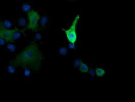 MAP2K1 / MKK1 / MEK1 Antibody (clone OTI2D4, Carrier-free)