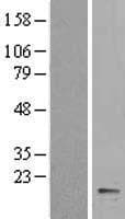 CYB5A / Cytochrome b5 Protein (Over-Expression Lysate Myc-DDK (Flag))