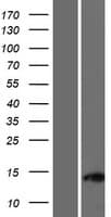C11orf96 Protein (Over-Expression Lysate Myc-DDK (Flag))