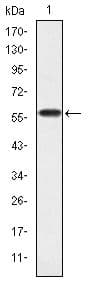 CRKL Antibody (clone 5E+12)