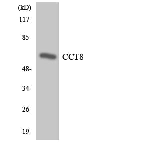 CCT8 Antibody (aa345-394)