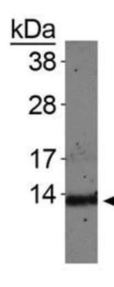 HIST4H4 Antibody (Me-Lys20)
