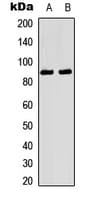 Polyclonal Rabbit anti-Human NTRK1 / TrkA Antibody (phospho-Tyr496, IHC, IF, WB)