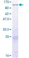 Human FAM47B Protein (Recombinant GST)