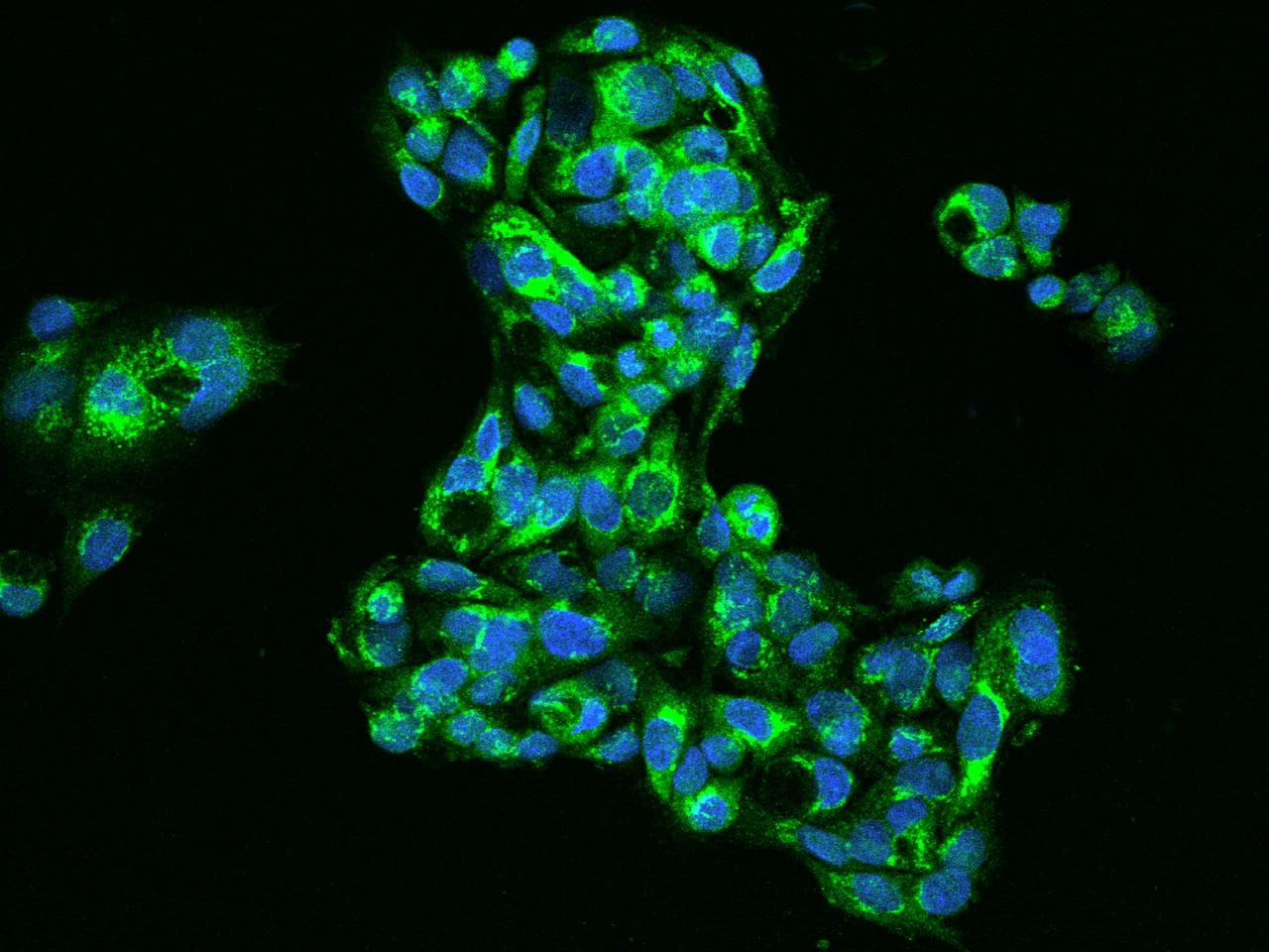Polyclonal Rabbit anti-Human AHSG / Fetuin A Antibody (IF)