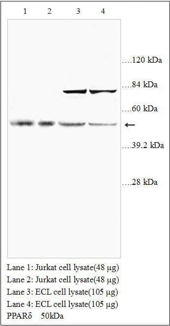 PPARD / PPAR Delta Antibody