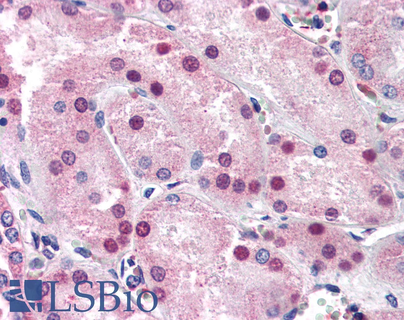 IHC-plus™ NR1I3 / CAR Antibody (N-Terminus)
