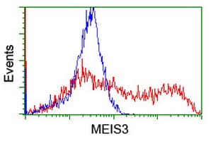MEIS3 Antibody (clone OTI2C9)