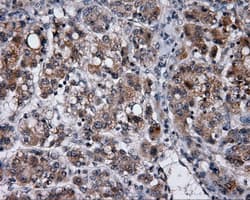 MCL1 / MCL 1 Antibody (clone OTI9D7)