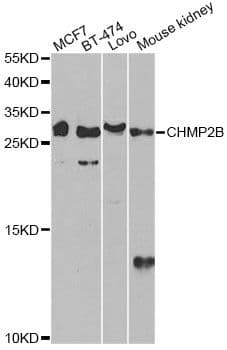 CHMP2B Antibody