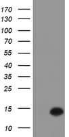 Monoclonal Mouse anti-Human XTP4 / C17orf37 Antibody (clone OTI4D6, WB)