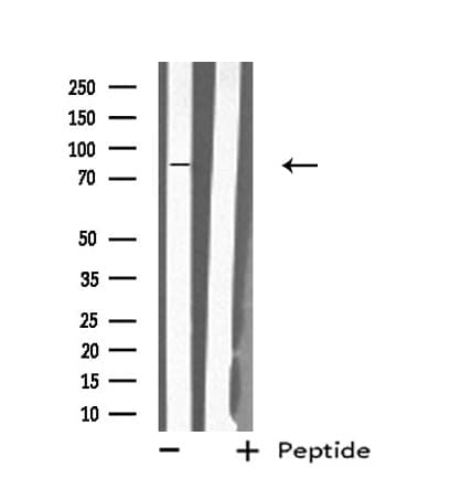 MX2 Antibody