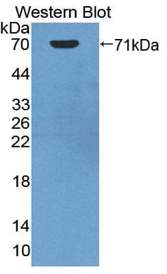 HSPA1A Antibody (aa1-641, APC)