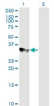 IHC-plus™ CCNH / Cyclin H Antibody (clone 1B8)