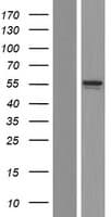 ADSSL1 Protein (Over-Expression Lysate Myc-DDK (Flag))