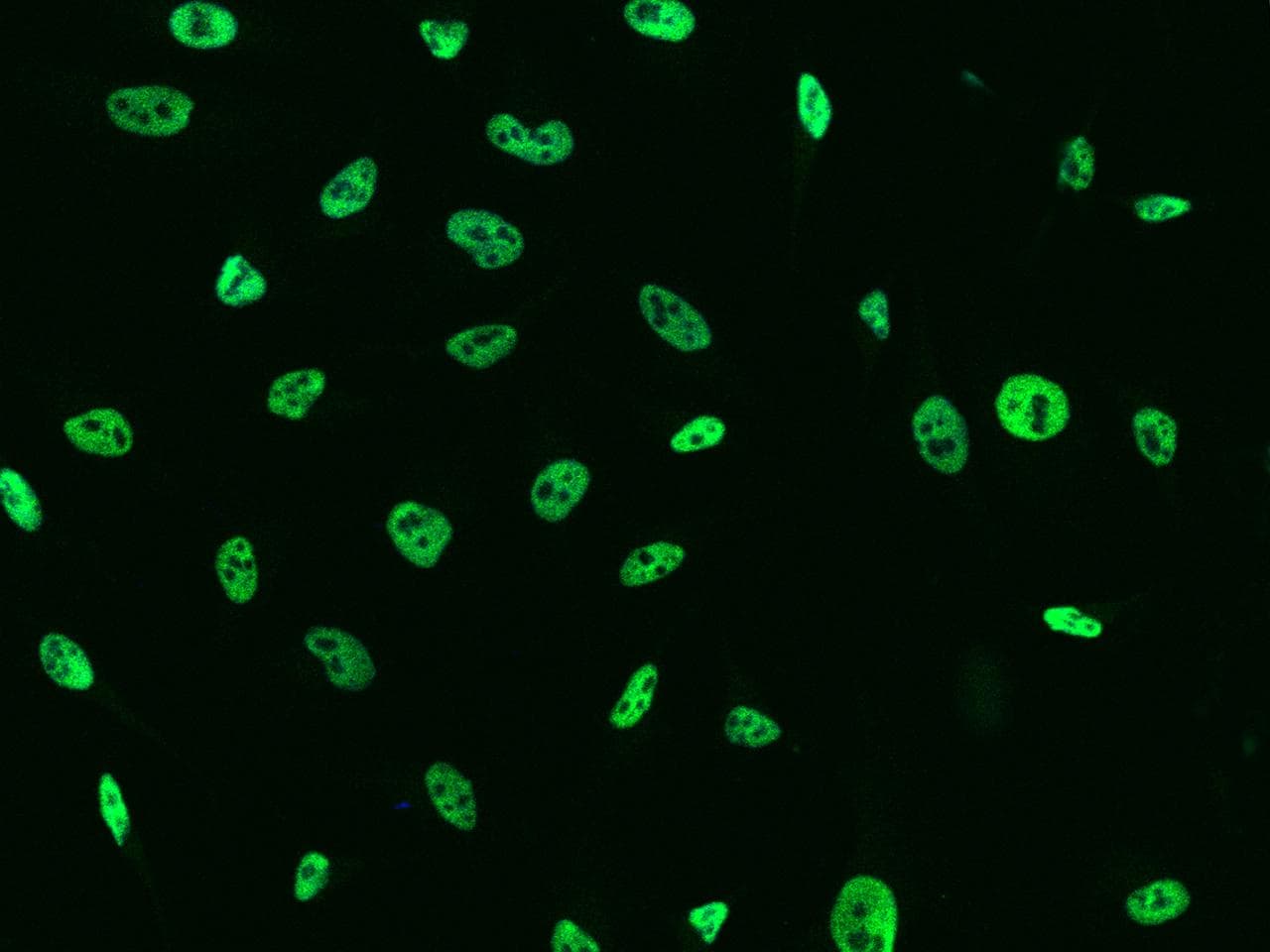 TCF12 / HEB Antibody