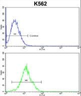 ATP12A Antibody (aa833-859)