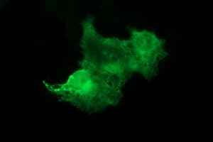 TH / Tyrosine Hydroxylase Antibody (clone OTI2E5)
