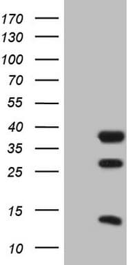 CLOCK Antibody (aa1-285, clone OTI1G3)