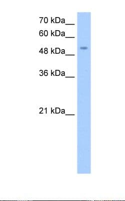 MFNG / Manic Fringe Antibody (aa211-260)