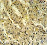 PSG7 Antibody (aa265-293)