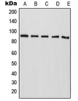 RASA4 / CAPRI Antibody (Internal)