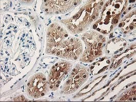 TP53I3 / PIG3 Antibody (clone OTI3B11, Carrier-free)