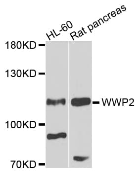 WWP2 Antibody